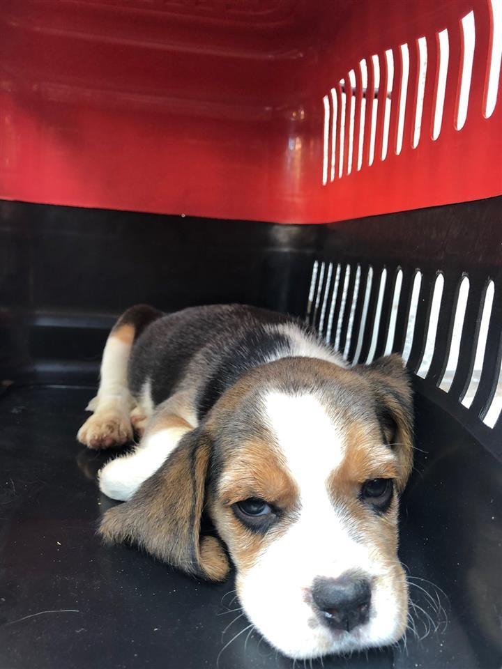 Beagle