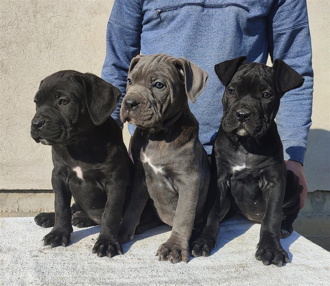 Cane-Corso