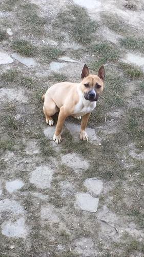 Pitbull