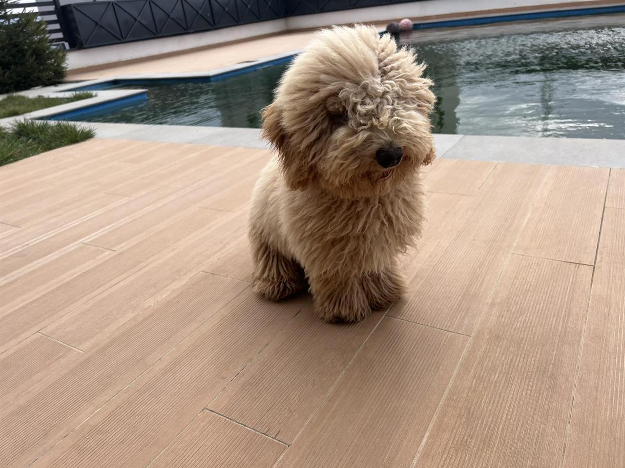 Shitet-Poodle