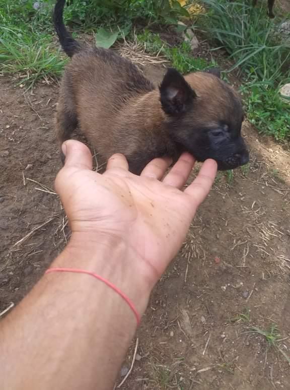 Malinois