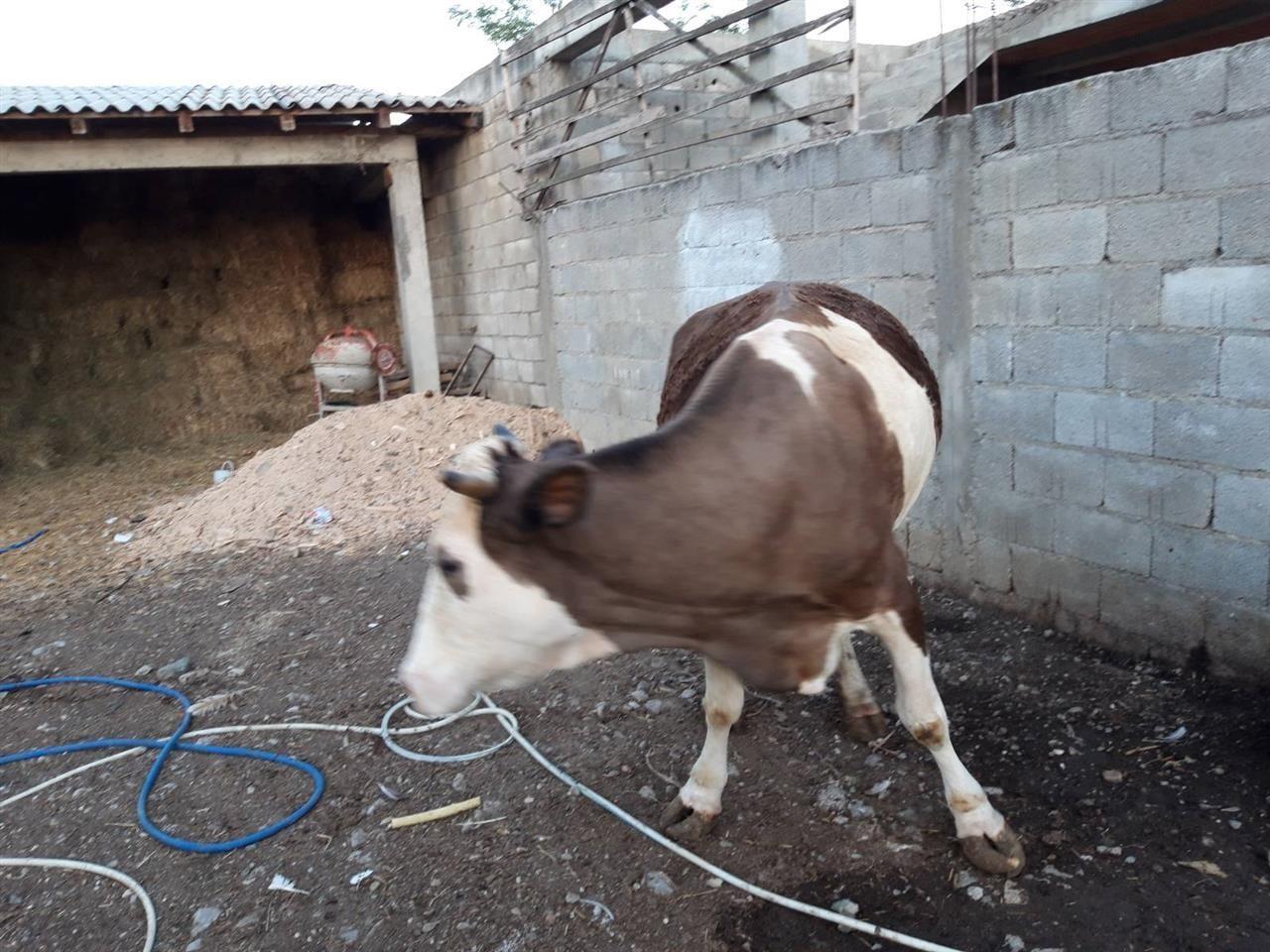 Lop
