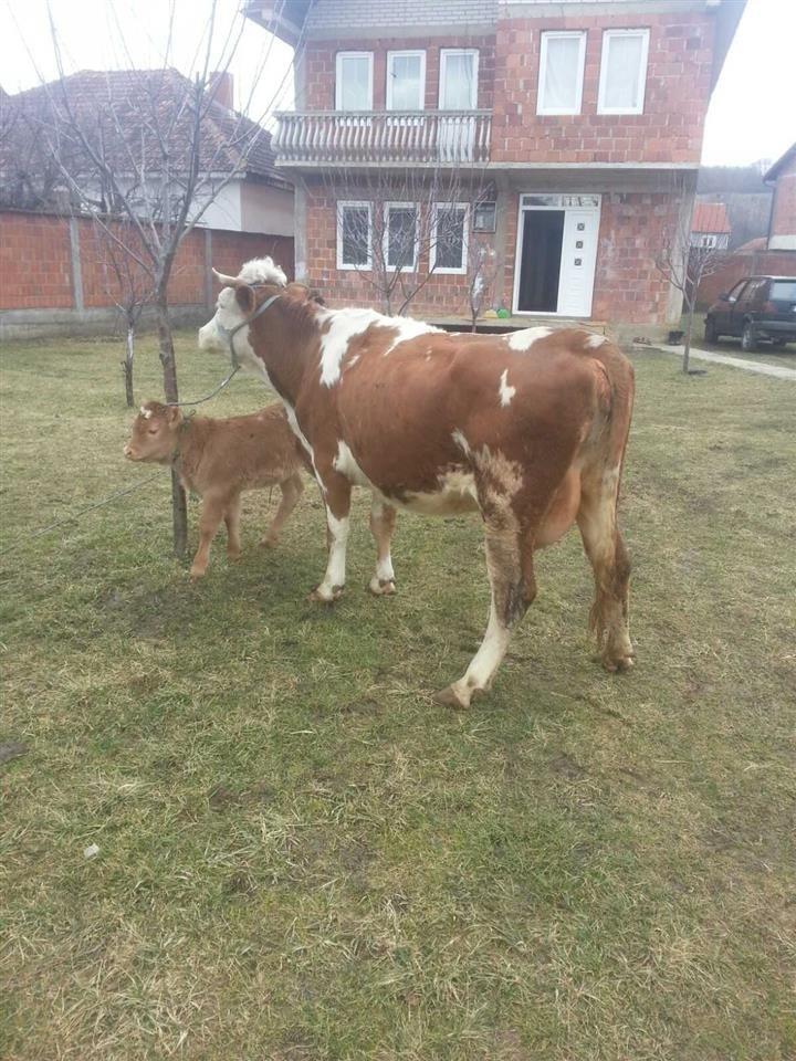 Shes-lopen-