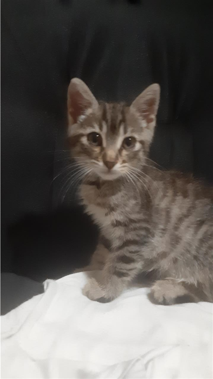 Mace-Kotele-per-adoptim