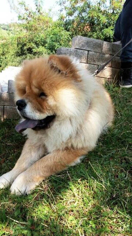 Chow-chow
