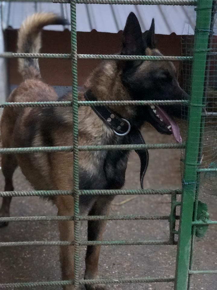 Belgian-malinois-