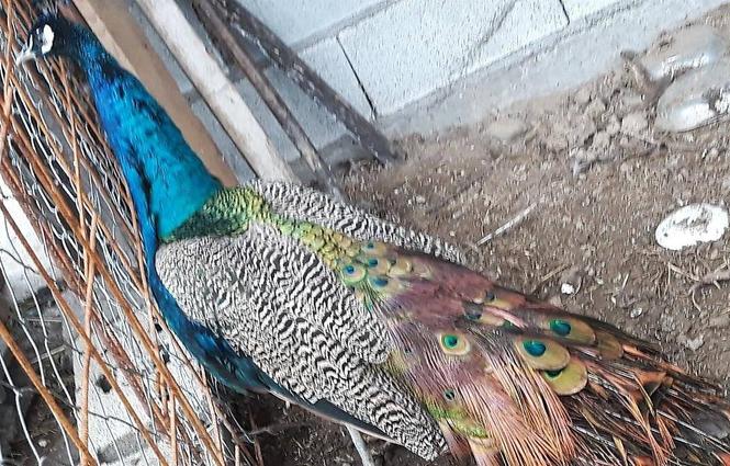 Pauna