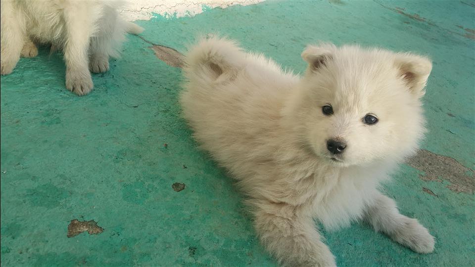 SAMOYED-KLYSH