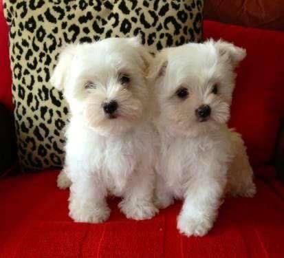 Maltezer 