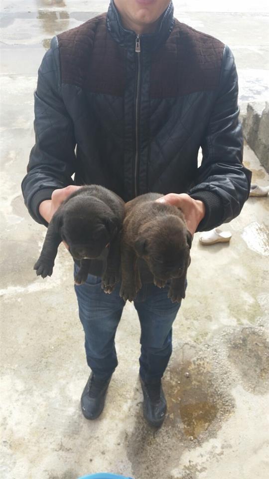 Cane-Corso