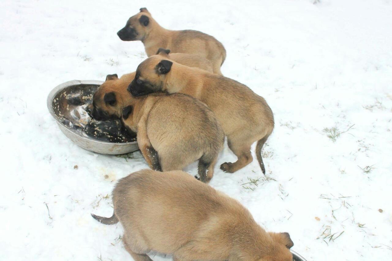 Belgian-malinois-
