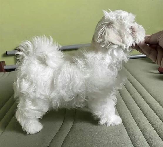 Maltezer