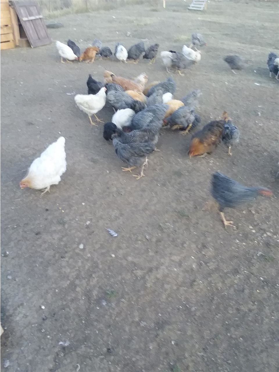 shiten-