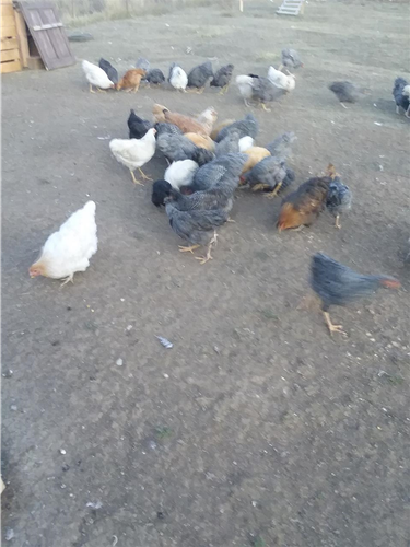 shiten 