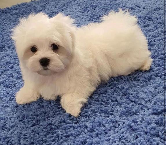 Mini Maltezer
