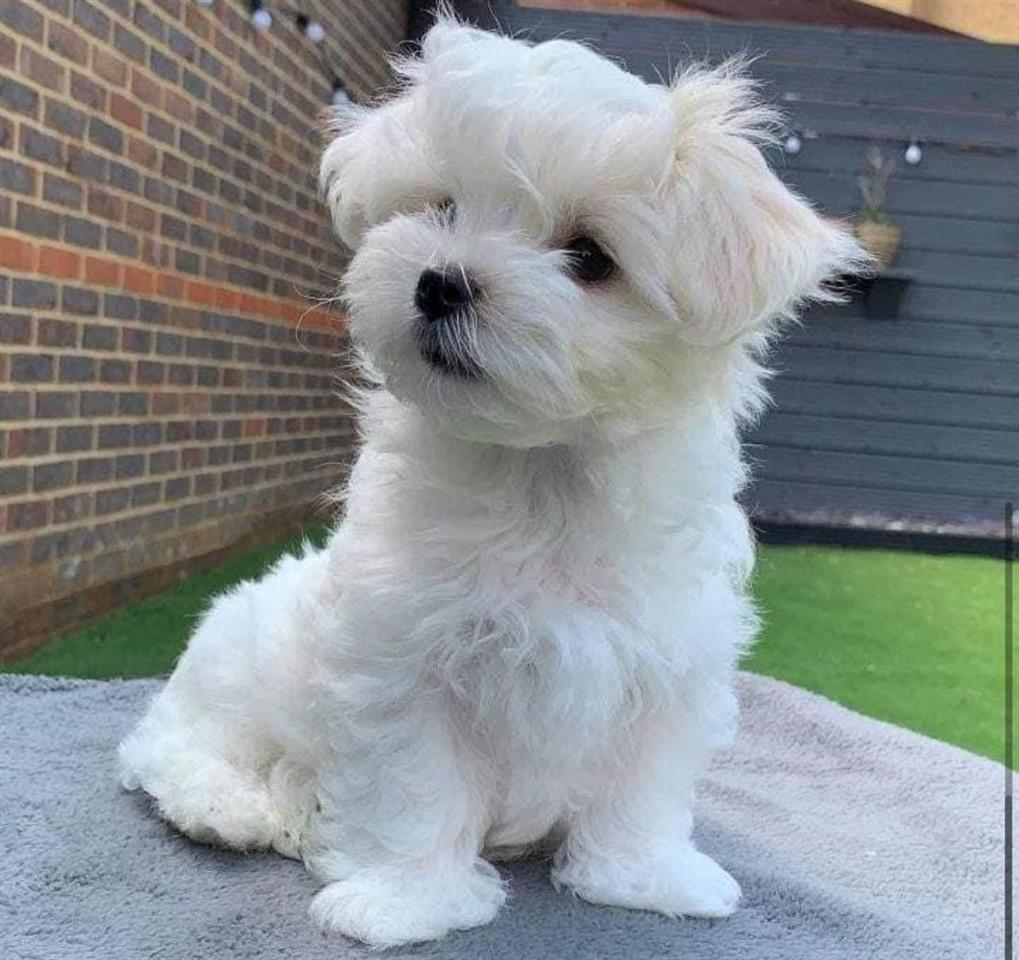 Maltezer
