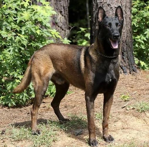 Belg malinois