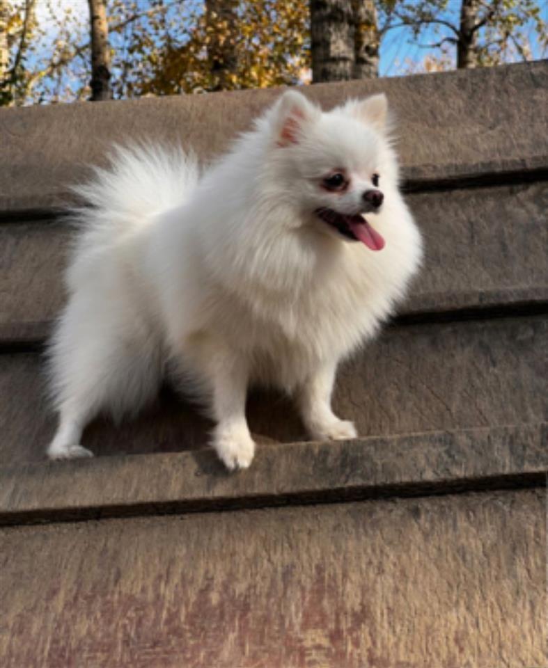 Mini-Shpic