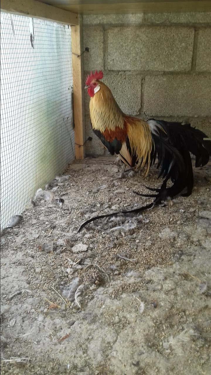 fenix