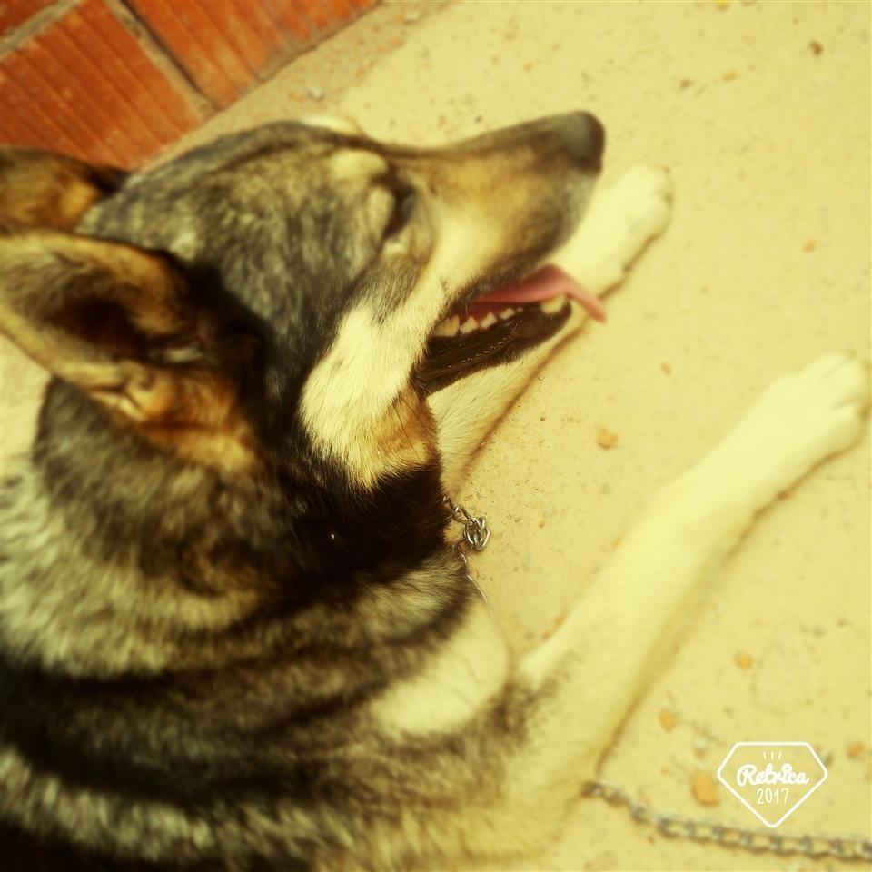 Haski