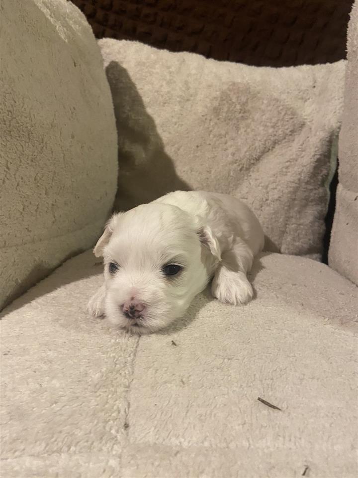 Maltese-