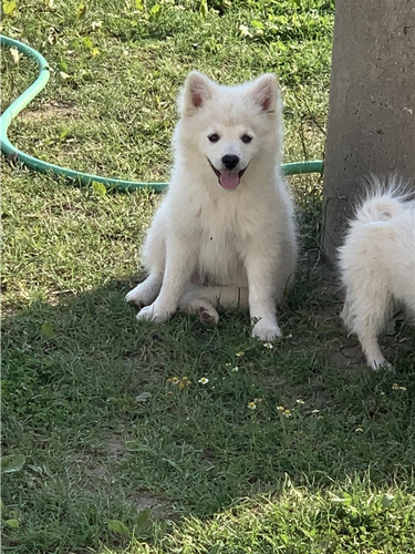 Minispitz