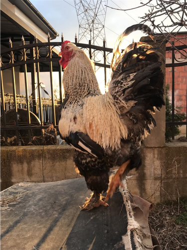 Brahma Gold