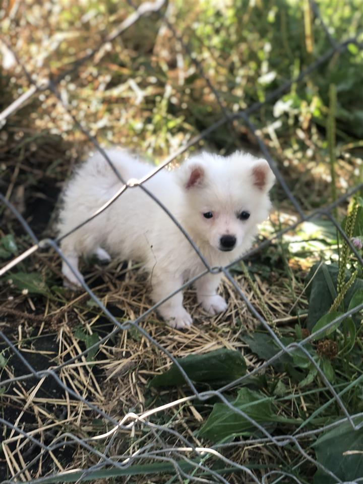 German-Spitz-