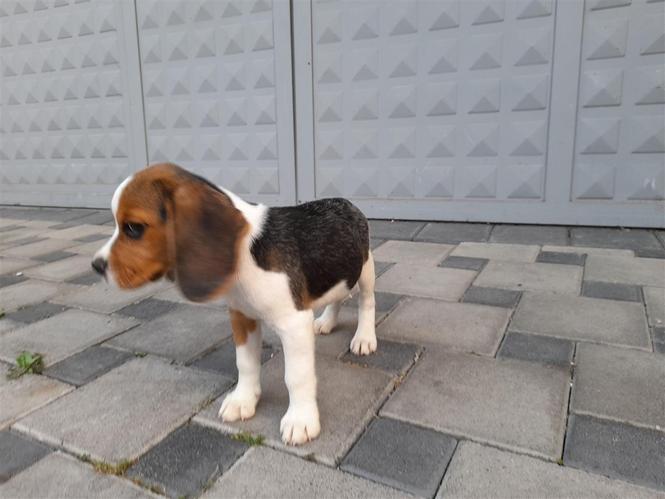 Beagle