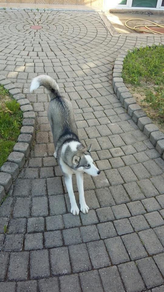 Haski