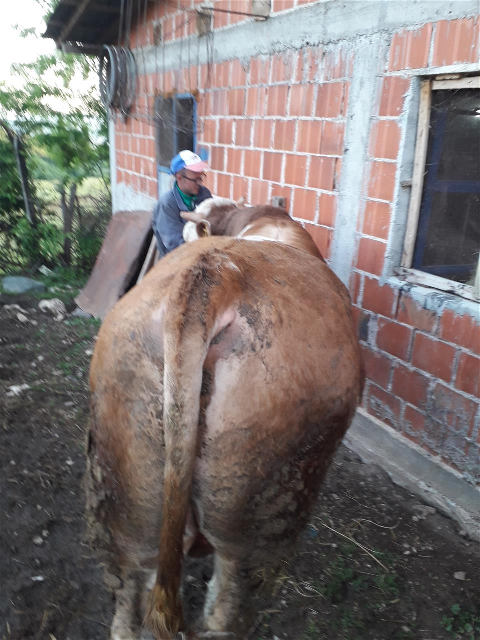 Bika