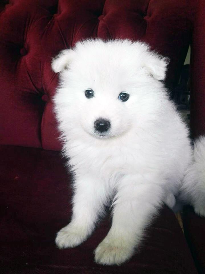 Samoyed | Pejë