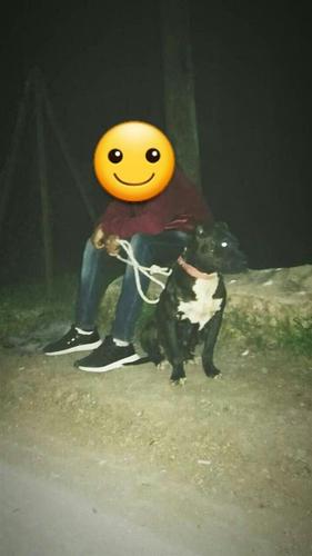 Shitet pitbullka