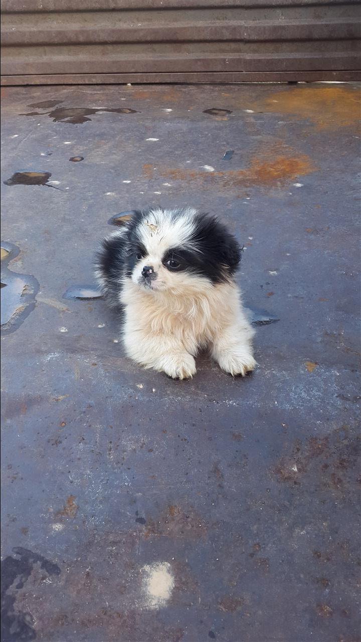 Pikinez