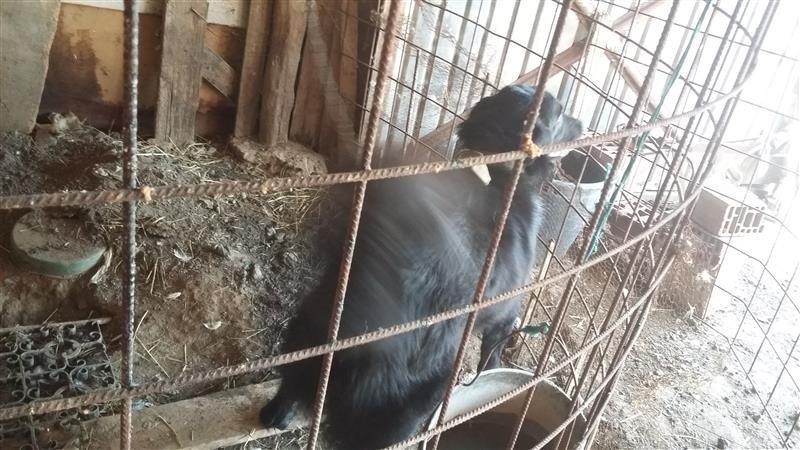 Qeni-