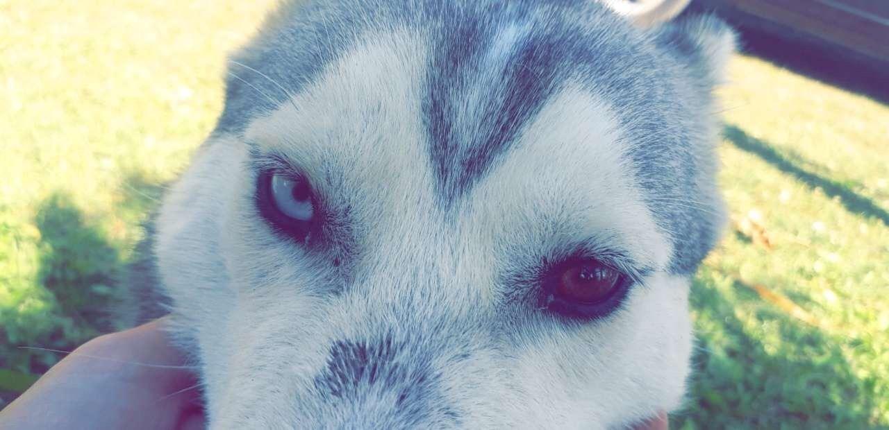 Shitet-Husky