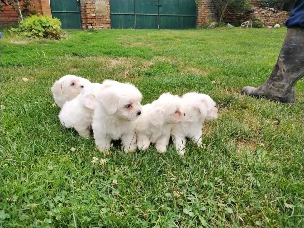 Mini-maltezeri