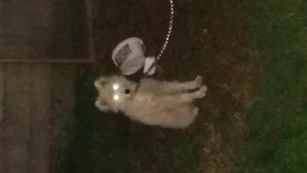 qen-samoyed