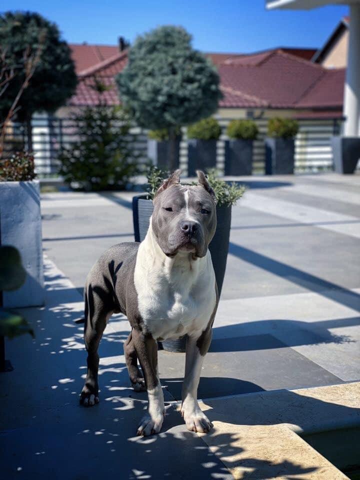 Pitbull
