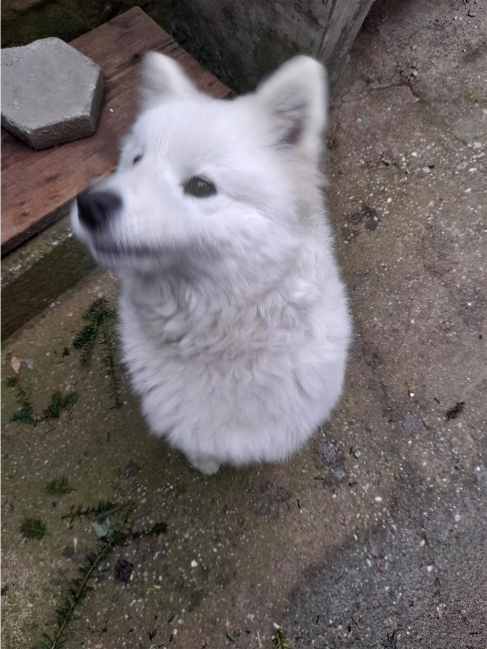 Samoyed
