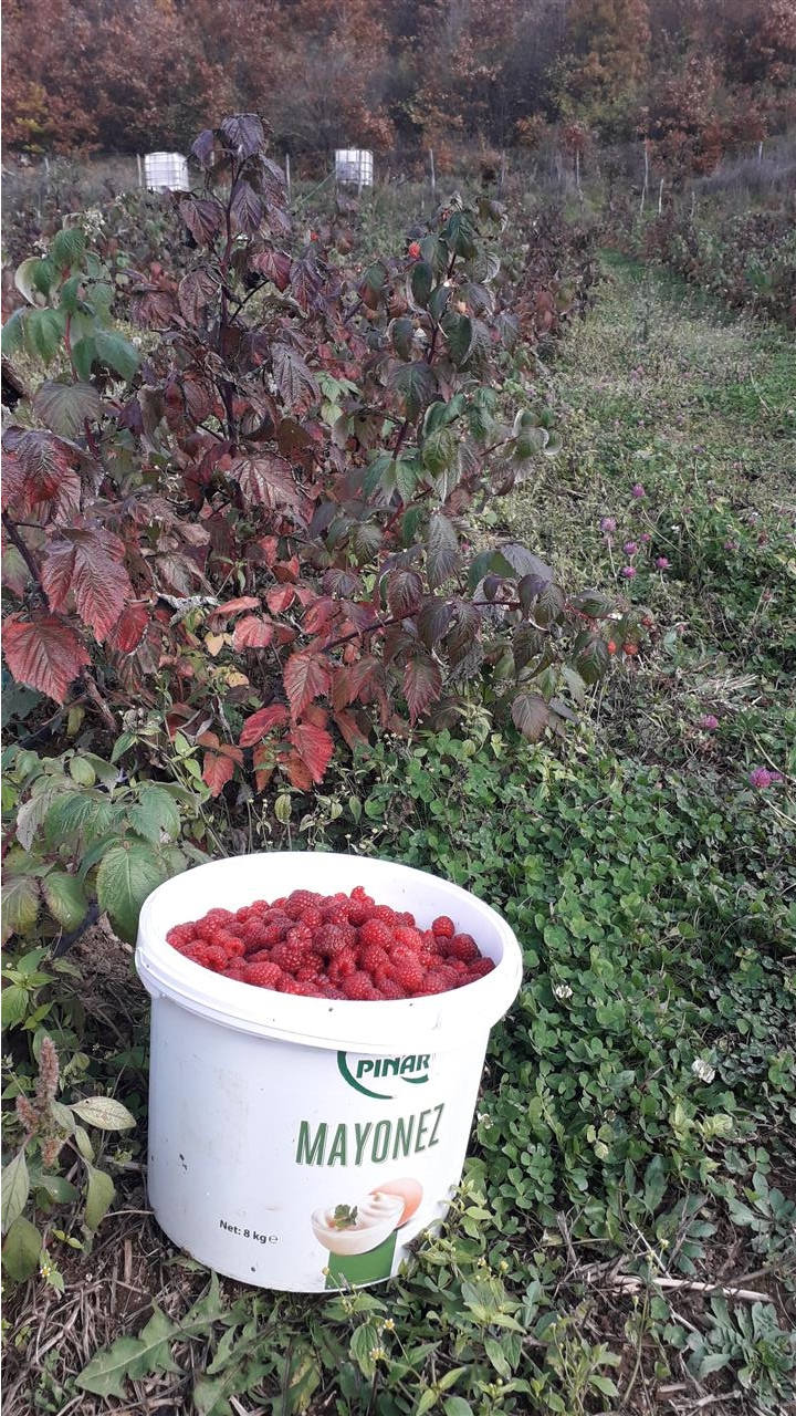 Fidane-të-mjedrrës