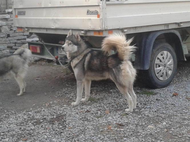 Shitet Hasky