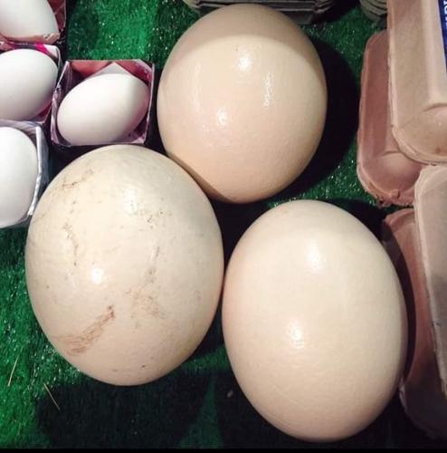 Ostrich eggs 