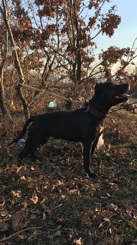 Pit Bull