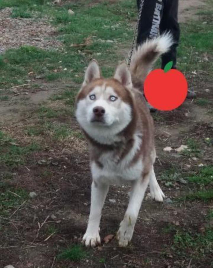 Haski