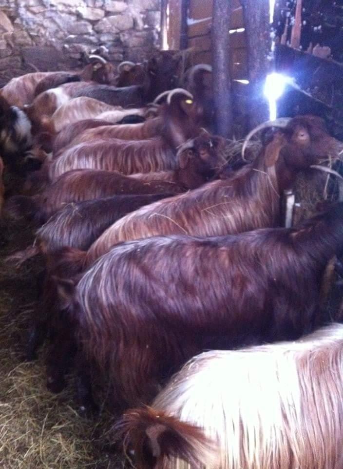 Dhi-kuqe-