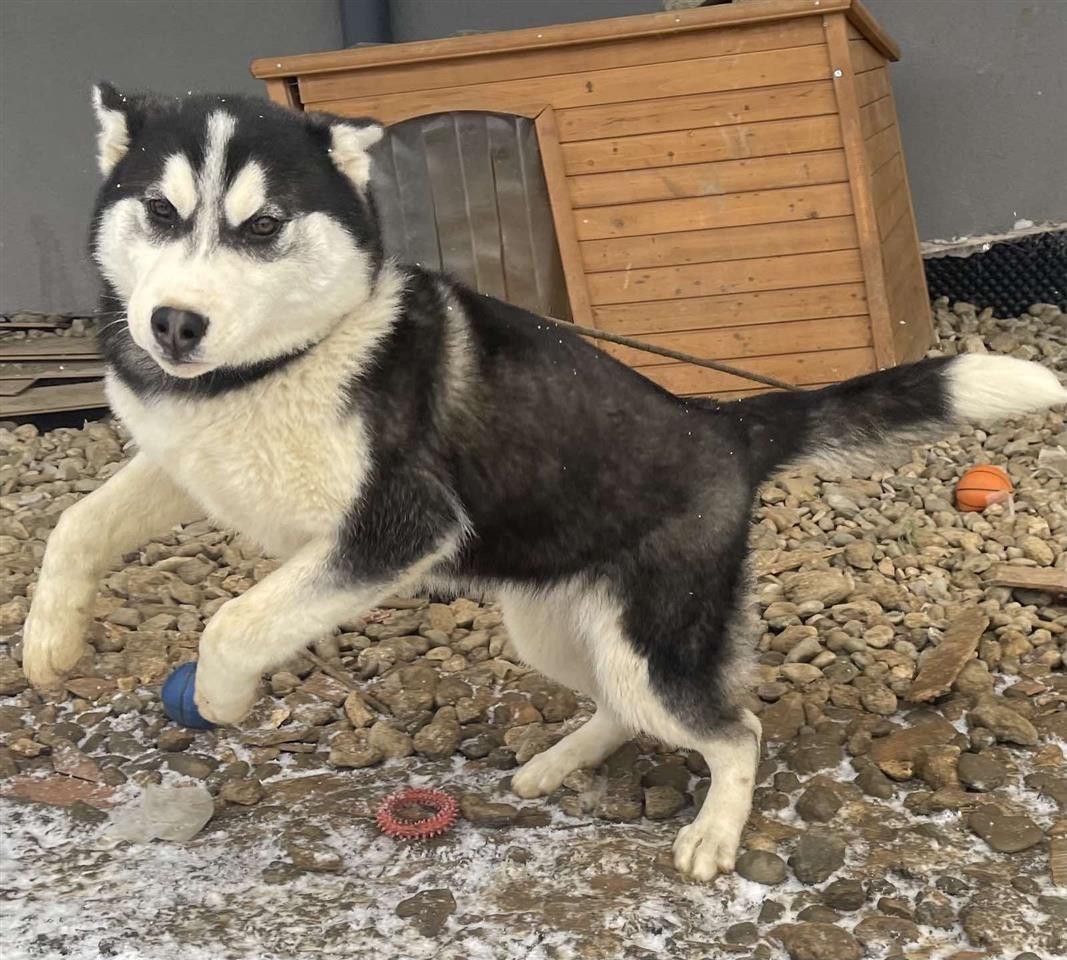 Husky