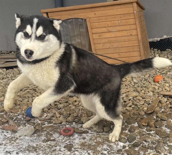 Husky