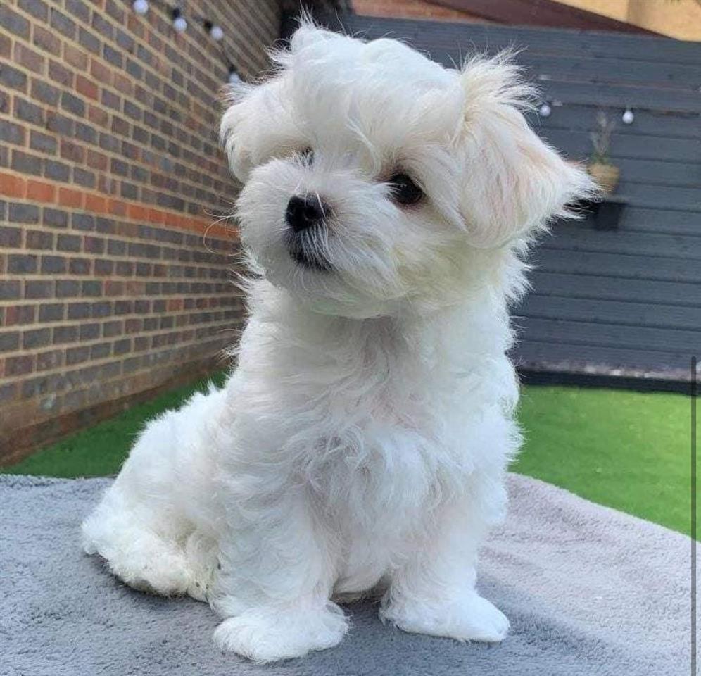 Maltese