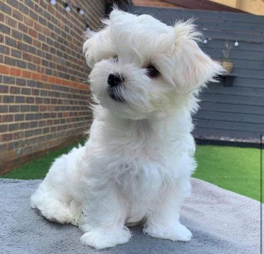Maltese